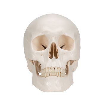 Classic Human Skull A20