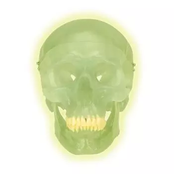 Skull neon light A20/N