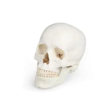 3-part human skull model - Mediprem 