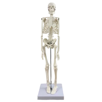Human anatomical mini skeleton (45 cm) - Mediprem