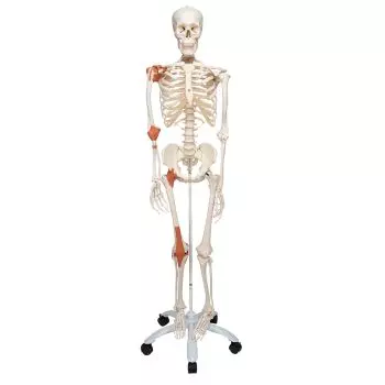 Human Ligament Skeleton, Leo, on 5 star stand A12