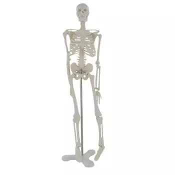 Human anatomical mini skeleton (45 cm) - Mediprem