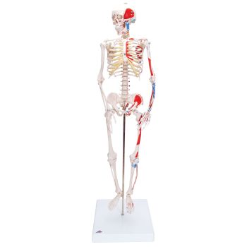 Mini Human Skeleton - Shorty - with painted muscle origins and insertions  A18/5