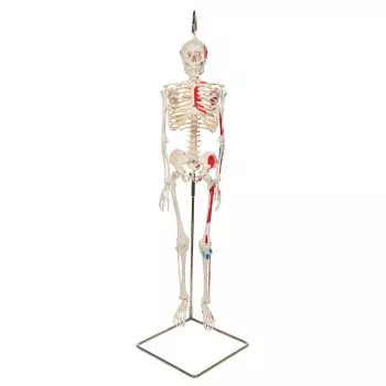 Mini Human Skeleton - Shorty - with painted muscles and hanging stand A18/6