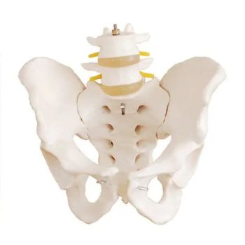 Anatomical pelvis model with vertebrae - Mediprem