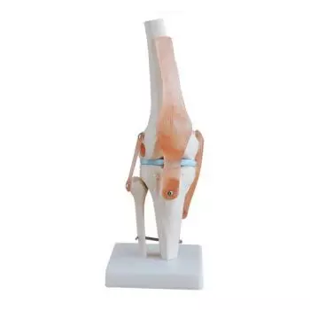 Mediprem Knee Joint Model 