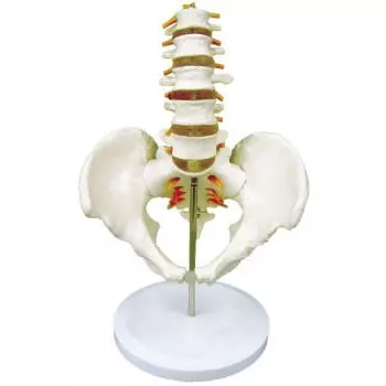 5-piece pelvis model with lumbar vertebrae - Mediprem