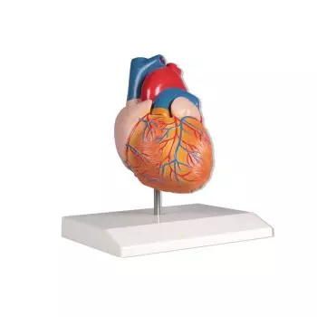 Heart model  2 parts life size Erler Zimmer