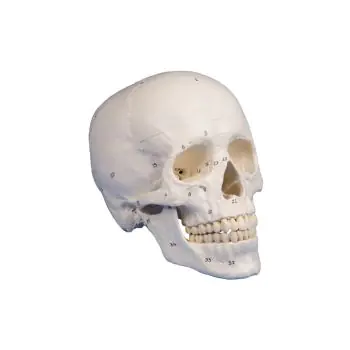 Skull model 3-parts numbered Erler Zimmer