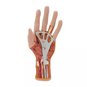 Hand structure model, 3 part M18