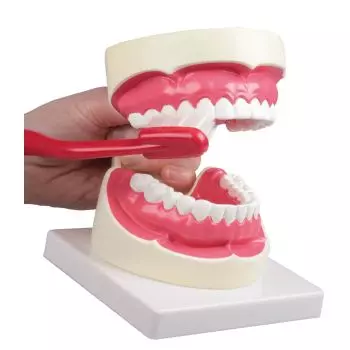 Oral hygiene model 1.5x life size Erler Zimmer