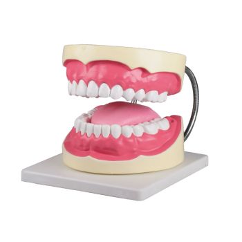 Oral hygiene model 3x life size Erler Zimmer