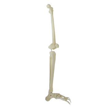 Mediprem Left Leg Skeleton Model 