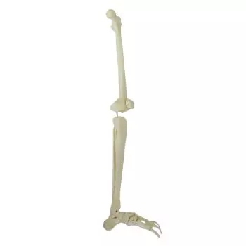 Mediprem Left Leg Skeleton Model 