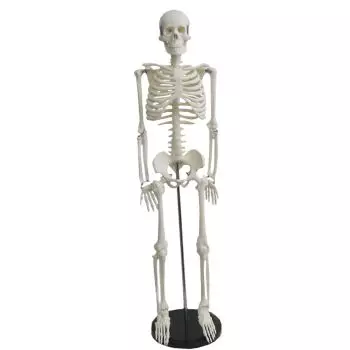 Miniature Human Skeleton Shorty 85cm - Mediprem