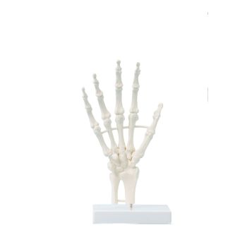 Hand skeleton, block model Erler Zimmer