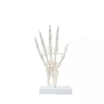 Hand skeleton, block model Erler Zimmer