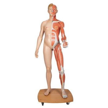 Model of caucasian bisexual human body, Life size, 39-part  B53