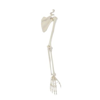 Skeleton of arm with shoulder girdle Erler Zimmer