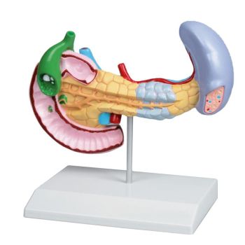 Diseases of Pancreas, Spleen, Gall bladder model Erler Zimmer