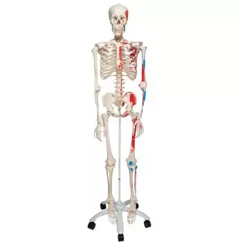 Muscle Skeleton Max on 5 star stand A11