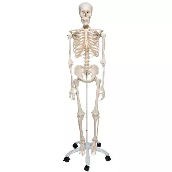 Human Skeleton Model Stan, mounted on a 5-star-base stand A10