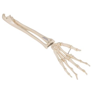 Hand Skeleton with Ulna and Radius, wire-mounted, right A40/3R