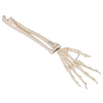 Hand Skeleton with Ulna and Radius, wire-mounted, right A40/3R