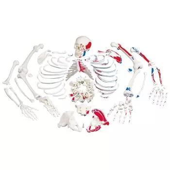 Disarticulated Full Human Skeleton, with painted muscles, A05/2