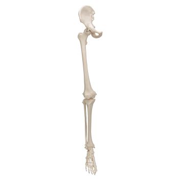 Leg Skeleton with hip bone, right  A36R