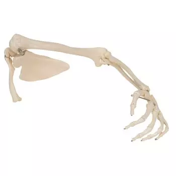 Arm Skeleton with scapula and clavicle, left A46L