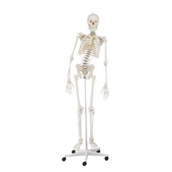 Human skeleton  "Hugo" Erler Zimmer