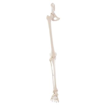 Skeleton of leg with half pelvis and flexible foot Erler Zimmer