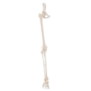 Skeleton of leg with half pelvis Erler Zimmer