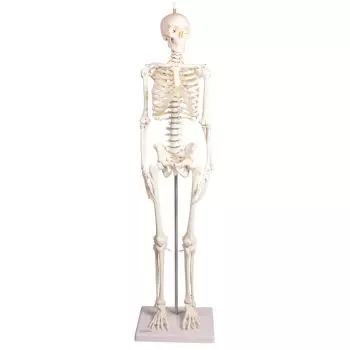 Miniature-Skeleton model Paul, with removable spine Erler Zimmer