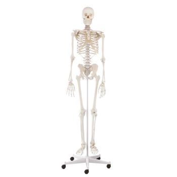 Human Skeleton Willi, standard with a 5 wheels mounted stand Erler Zimmer
