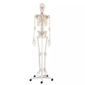 Human Skeleton Willi, standard with a 5 wheels mounted stand Erler Zimmer