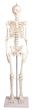 Miniature-Skeleton model Paul, with removable spine Erler Zimmer