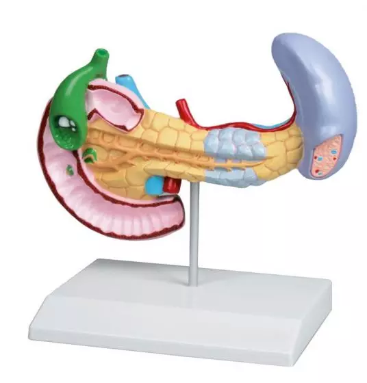 Diseases of Pancreas, Spleen, Gall bladder model Erler Zimmer for €57.04