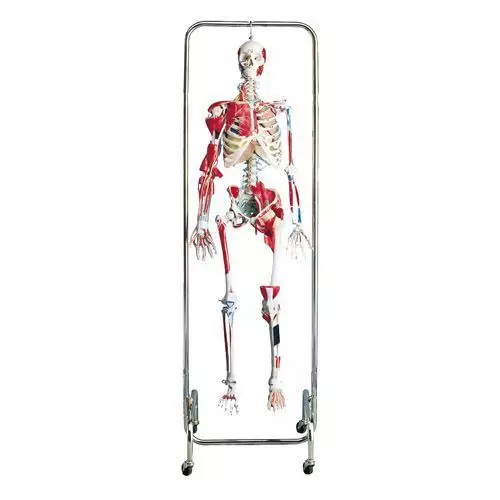 Physical Therapy Skeleton W47001