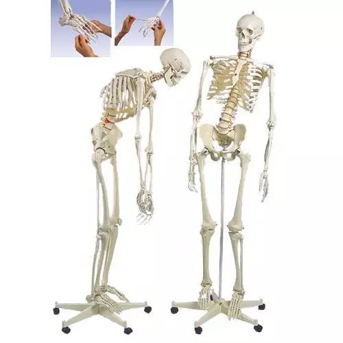 Flexible Human Skeleton Fred,  A15/2