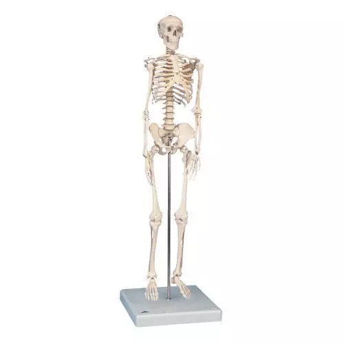 Mini-Skeleton W10530