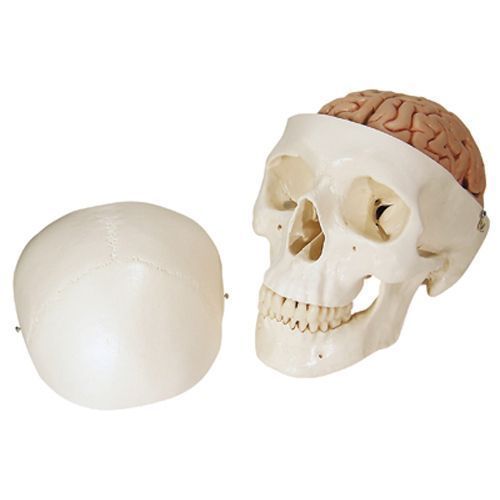 Classic Human Skull with 8 part Brain A20/9