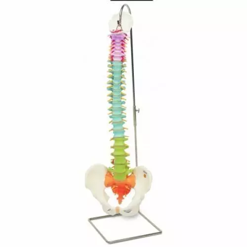 Didactic flexible spine A58/8