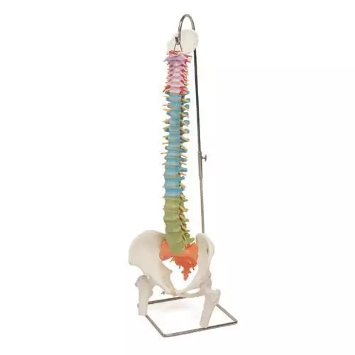 Didactic Flexible Spine with part of femur A58/9