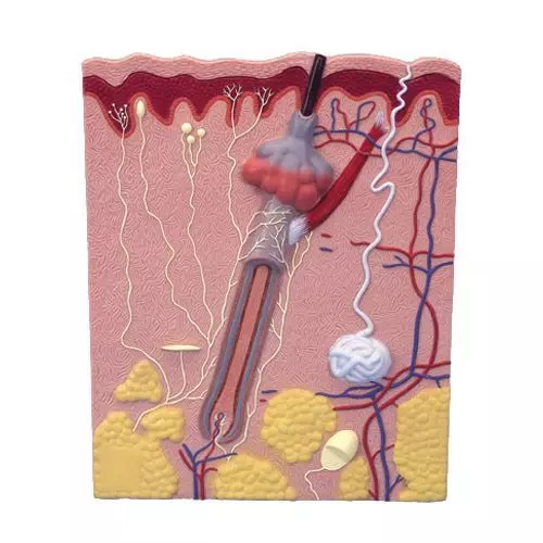 Skin Section model 200 times life size VK526