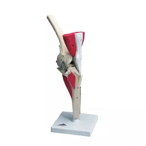 Deluxe Knee model W47007