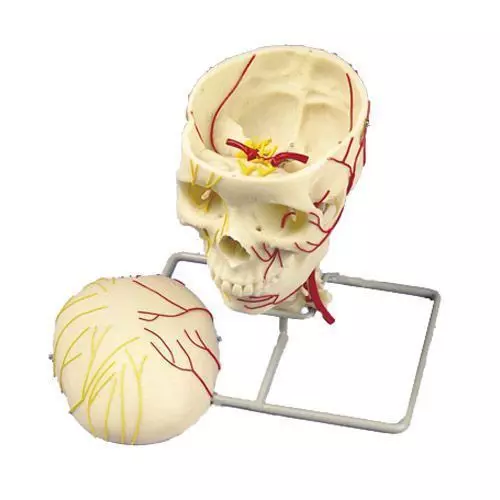 Neurovascular Skull W19018
