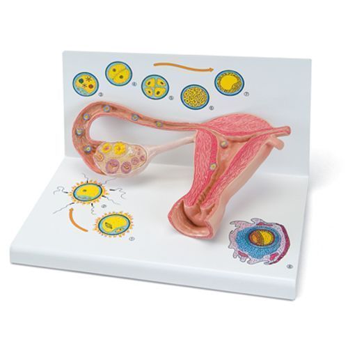 Twice enlarged model of the fertilisation and embryo development stages L01