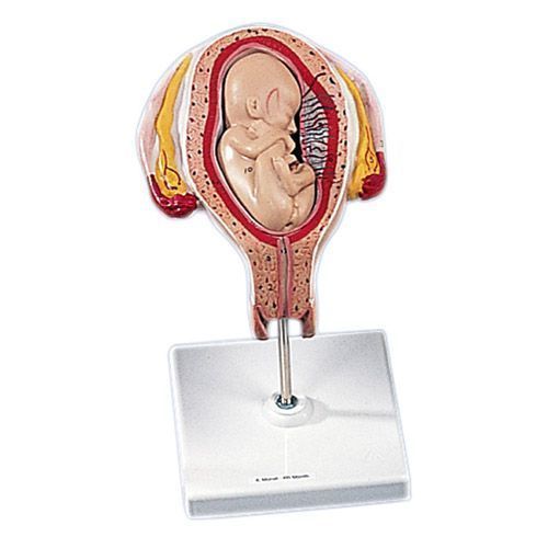Fetal development 4th Month L10/4